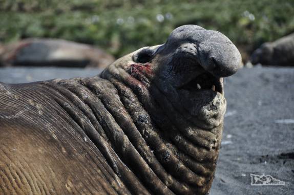 Um amedrontador elefante-marinho macho na praia de Gold Harbour, na Geórgia do Sul